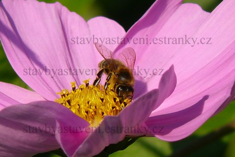 včela na květu P1160390