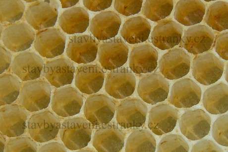 včelí buňky (detail) P1120317