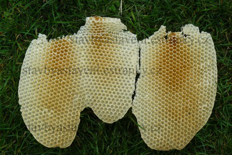 včelí buňky postavené bez mezistěn - divočina P1120308