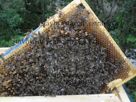 včelí plást SAM_1163