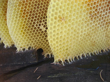 43 včelí plásty 640